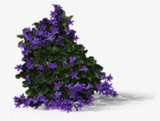 View In My Picture - Flowerbush Png