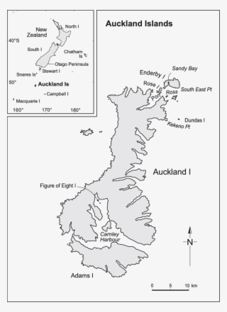 New Zealand Sea Lion Breeding And Haul-out Distribution - Auckland Island Map