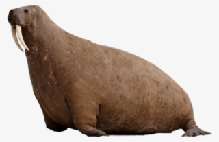 Free Png Download Walrus At Horniman Museum Png Images - Horniman Museum And Gardens