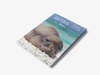 Summer - Steller Sea Lion