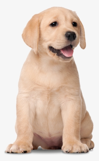 Labrador Filhote Png