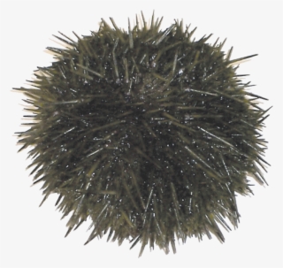 Loading Zoom - Sea Urchin