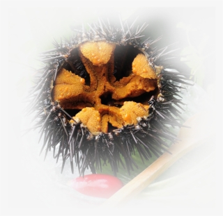 Image - Image - Image - Sea Urchin