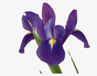 Drawn Iris Iris Flower - Iris Flower Meaning