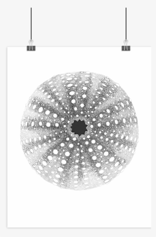 Boas Grafik Sea Urchin Art Print - Søpindsvin Tegning