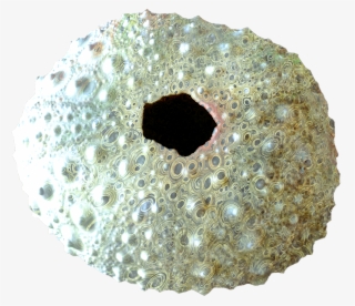 Click And Drag To Re-position The Image, If Desired - Circle