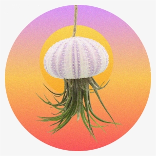 We Marry Hardy Air Plants With Sea Urchins To Create - Jellyfish
