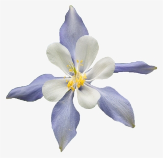 White Flower, Blue, Multicolor, Nature, Beauty, Spring - Colorado Blue Columbine