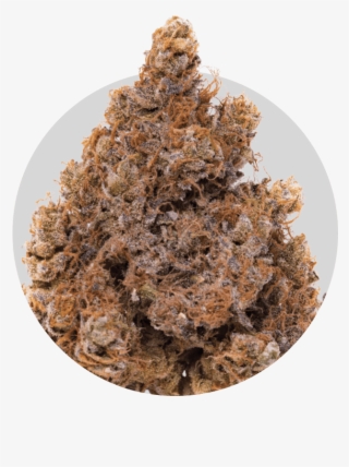 Animal Cookies - Christmas Tree