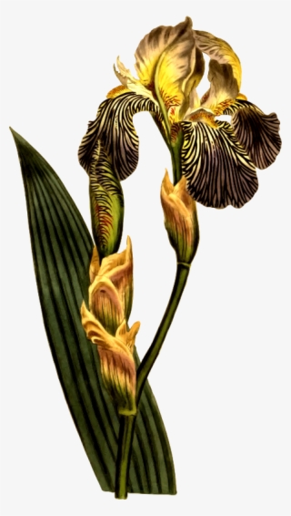 Medium Image - Botanical Illustration