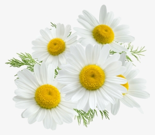 Com Chamomile Pluspng