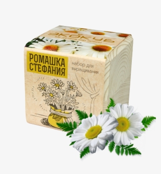 Ромашка Стефания