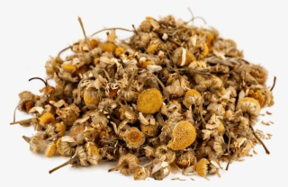 Seed
