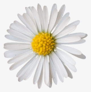 Vegetation Daisie 05 - Small Daisy Png