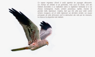 Busard Et Texte - Northern Harrier