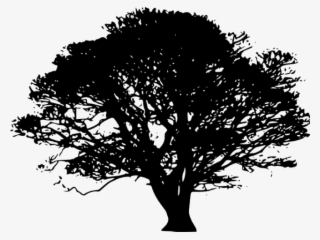 Northern Red Oak Silhouette