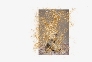 Photographer Of The Confetti Project - Art