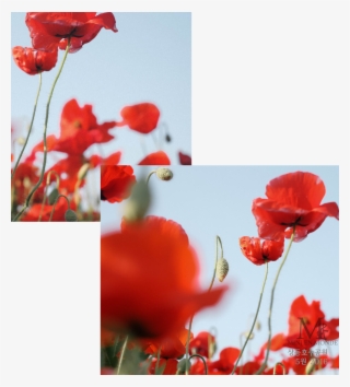 The Red Field Poppy And The Silvery Green Barley Grassfield - Poppy
