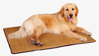 Dog Mat Washable Summer Mat Sleeping Mat Teddy Kennel - Companion Dog