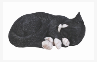 Sleeping Black Cat Png