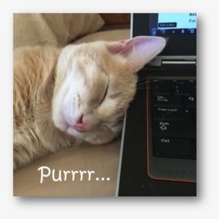 Here's Victor In His Halloween Costume This Year - Cat Sleep On Laptop