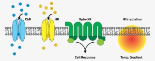 File - Opto-gen - Optogenetics Channels