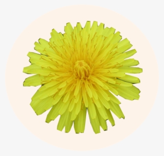 Dandelion - Common Zinnia