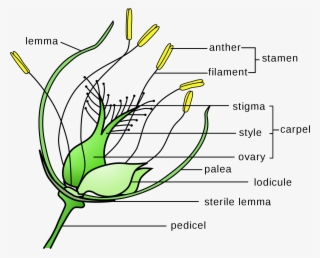 Banner Library Download Flower Wikipedia Grass With - Perianth Meaning In Tamil