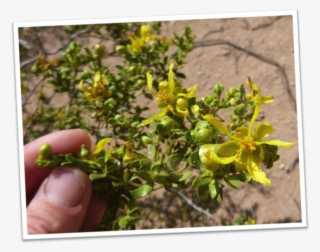 Flowers Of The Desert - Perforate St John's Wort