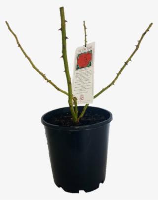 170mm Assorted Bare Root Rose - Houseplant