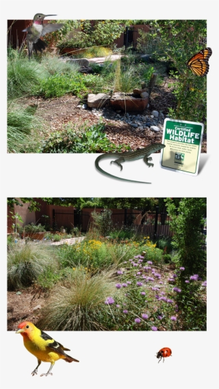 Xeric Garden Club Of Albuquerque - Yard