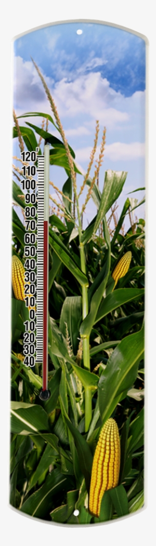 Cornfield On Large - Cash Crop