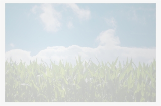 Corn Field - Sweet Grass