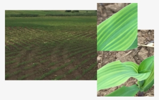 We Took Samples From The Yellow Areas Of The Field - Field