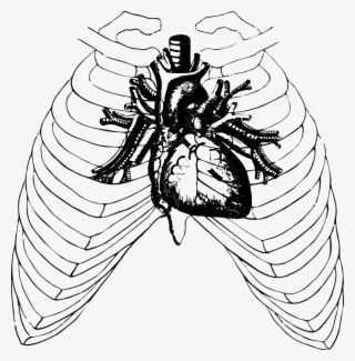 Cage,free - Heart In Chest Drawing