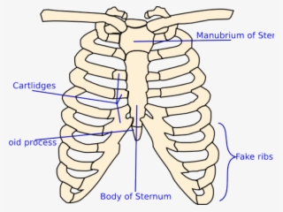 X Ray Clipart Skeleton Rib Cage - El Torax Para Colorear