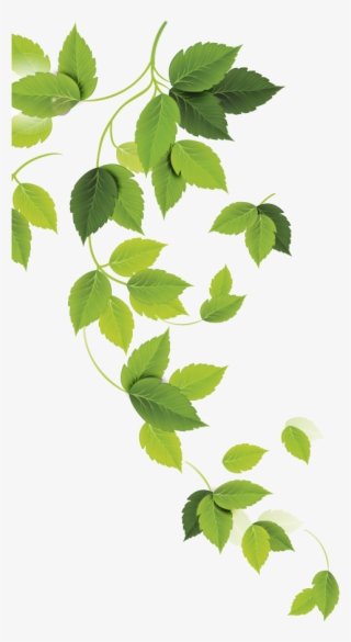 Plantas - Ulmus Alata