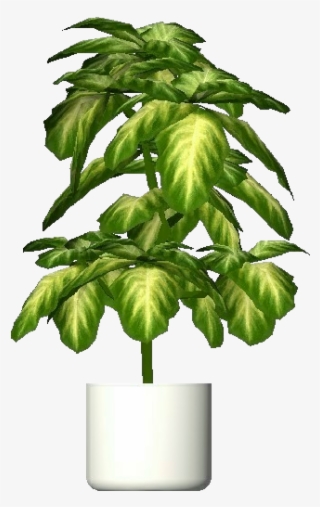 Plantas 3d - Aglaonema Crispum - Planta Aglaonema Png