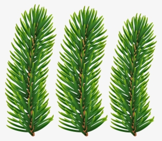 Pine Branches Transparent Image - Transparent Pine Branch