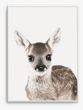 Baby Deer - Baby Deer White Background