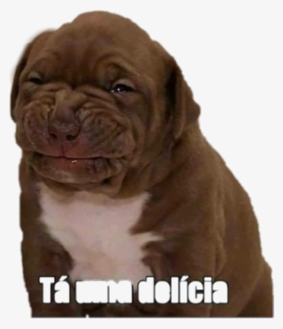 Memes Engraçados Em Casa