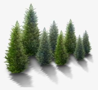 In Botany, An Evergreen Plant Grows Leaves Throughout - Free Snowy Trees Png