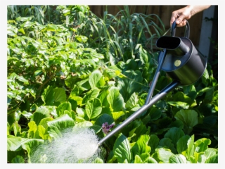 Double Click On Above Image To View Full Picture - Lawn