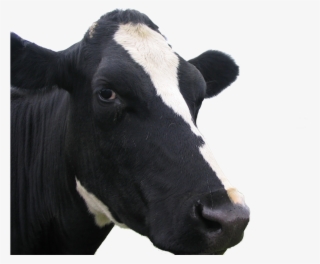 Recent Posts - Dairy Cow