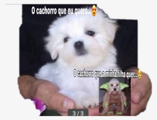 Report Abuse - Dog That Can Fit In Your Pocket