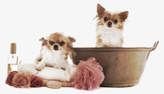 Servi Os Dog - Banho E Tosa Png