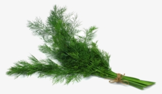 Dill Fennel