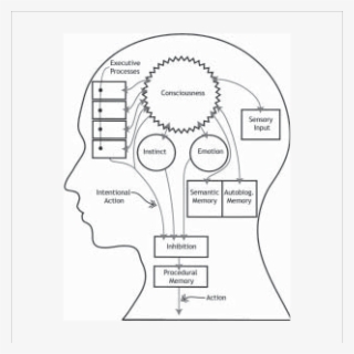 Functional Diagram Of The Brain - Diagram