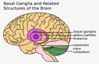 Basal Ganglia - Basal Ganglia Gif