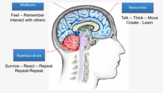 Brains-1200x671 - Neomammalian Brain